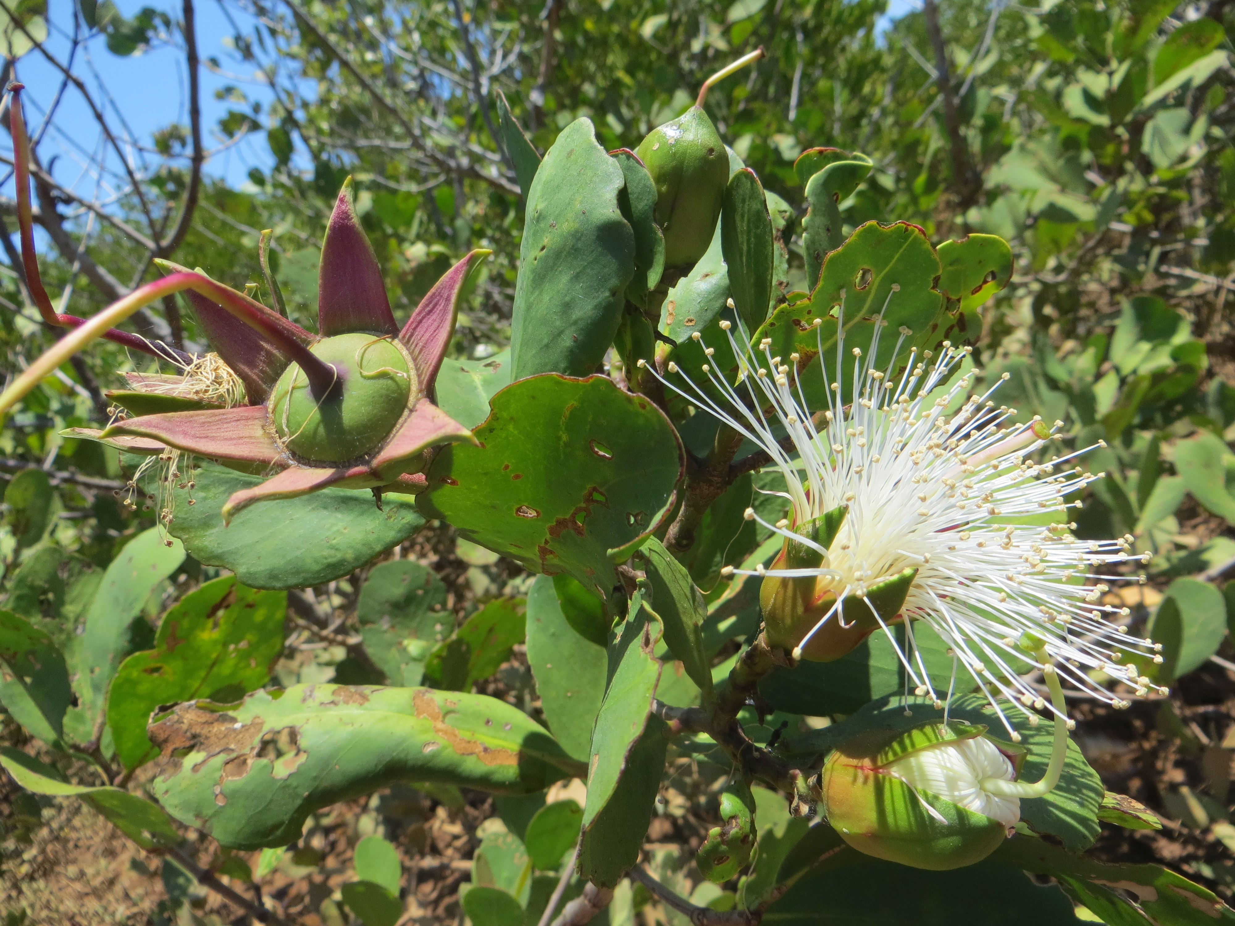 Fruits de Bruguiera gymnorrhiza